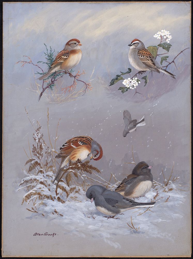             Plate 71: Field Sparrow, Chipping Sparrow, Tree sparrow, Slate-colored Junco           by Allan Brooks