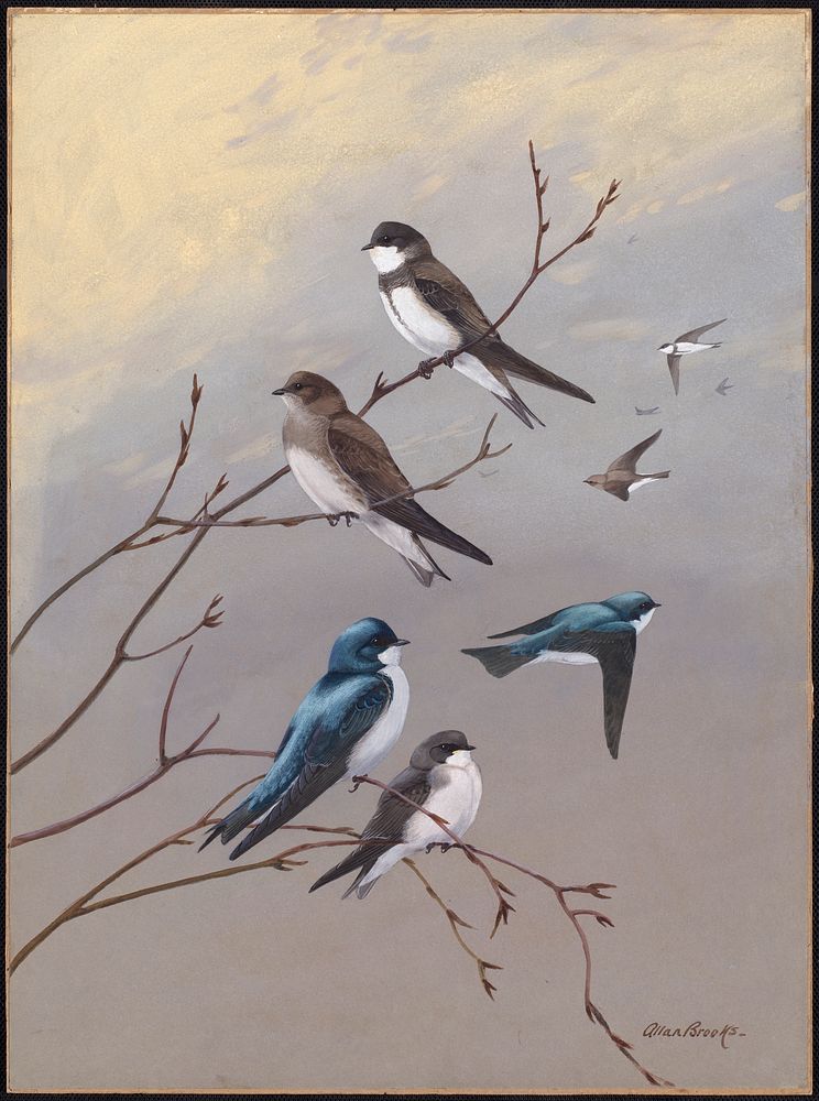             Plate 77: Bank Swallow, Rough-winged Swallow, Tree Swallow           by Allan Brooks