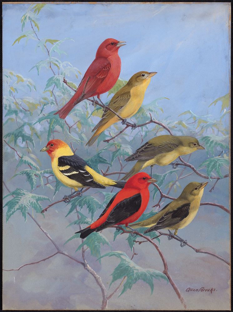             Plate 75: Summer Tanager, Western Tanager, Scarlet Tanager           by Allan Brooks