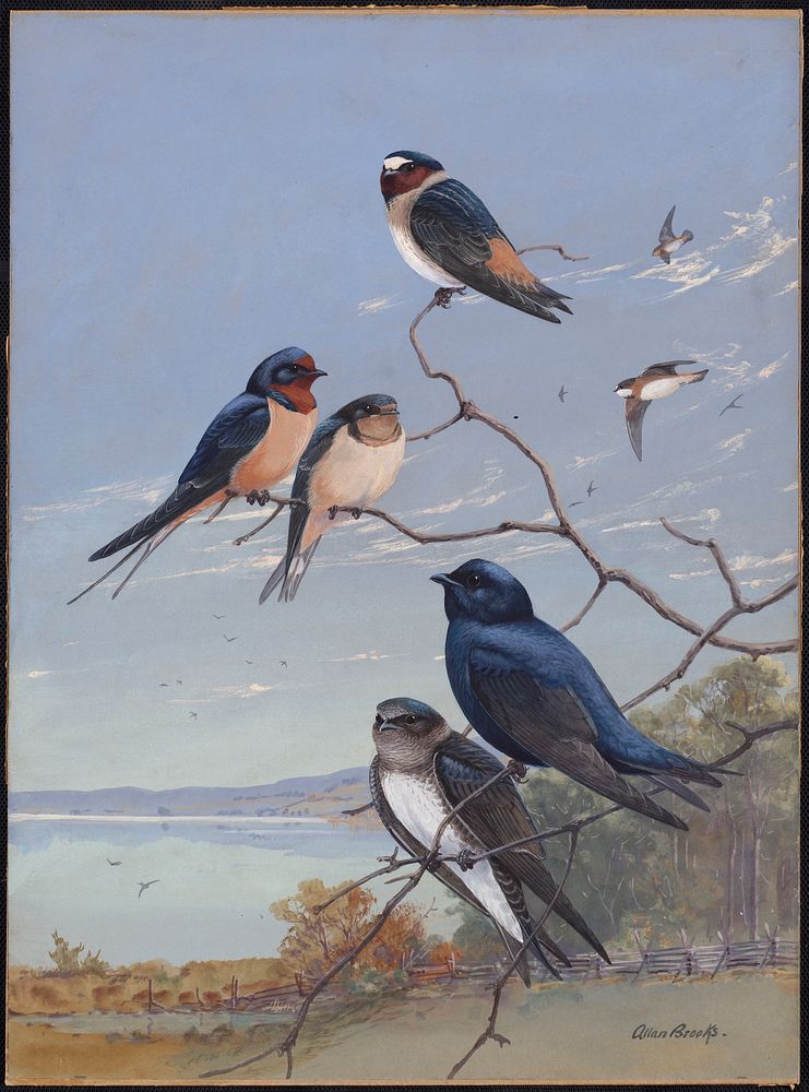             Plate 76: Cliff Swallow, Barn Swallow, Purple Martin           by Allan Brooks