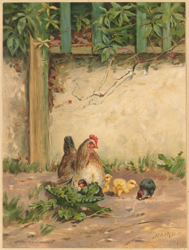            Hen with four chicks          