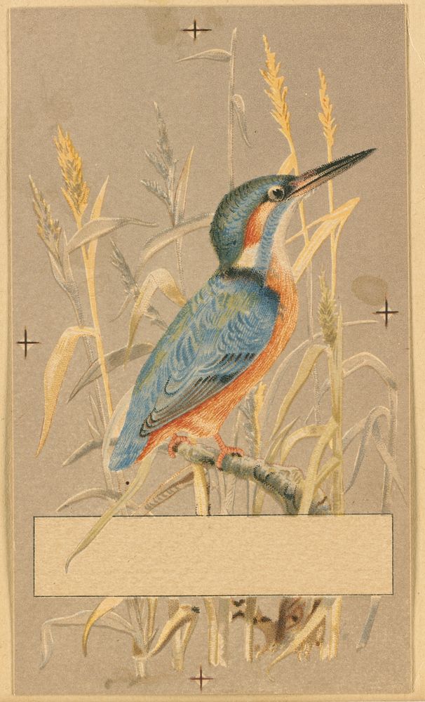             Kingfisher among reeds          