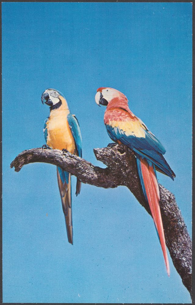             Colorful macaws are seen at many attractions throughout Florida          