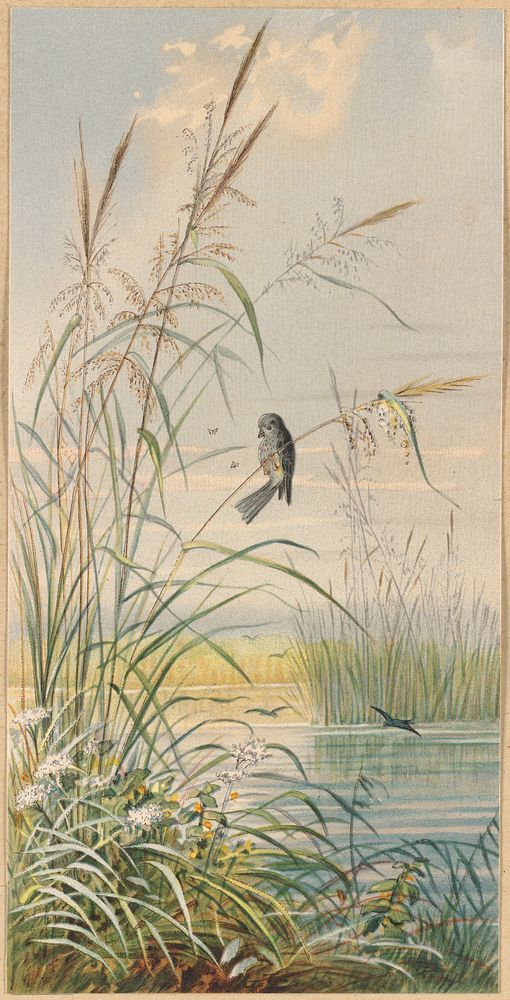             Among the reeds          