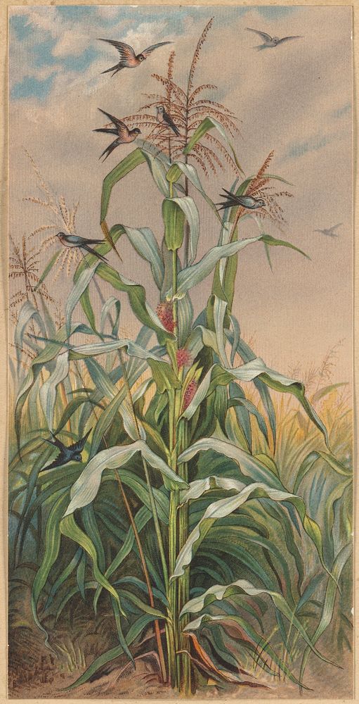             Among the Indian corn          