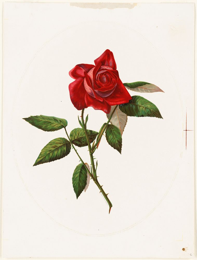             Red rose          