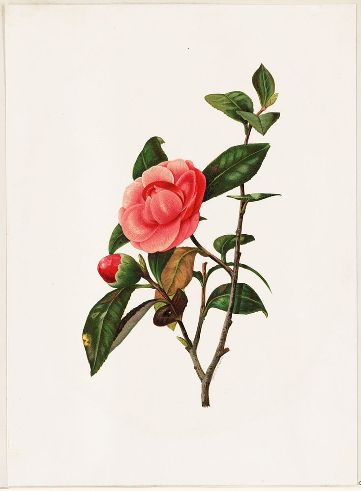             Camellia          