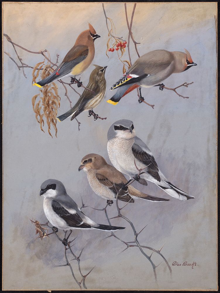             Plate 78: Cedar Waxwing, Bohemian Waxwing, Northern Shrike, Migrant Shrike           by Allan Brooks