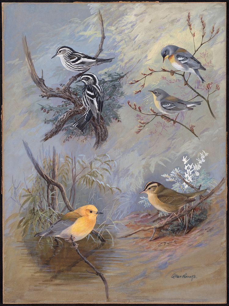             Plate 80: Black and White Warbler, Northern Parula Warbler, Prothonotary Warbler, Worm-eating Warbler          …