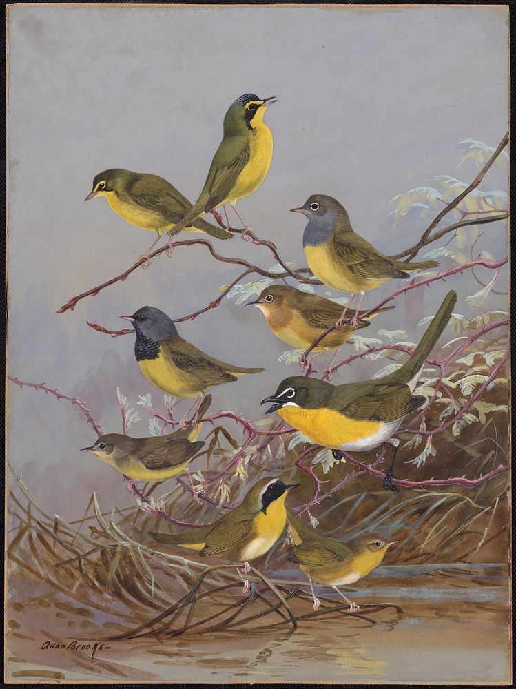             Plate 86: Kentucky Warbler, Connecticut Warbler, Mourning Warbler, Yellow-breaster Chat, Maryland Yellow-throat …