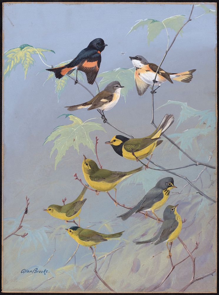             Plate 87: Redstart, Hooded Warbler, Canada Warbler, Wilson's Warbler           by Allan Brooks