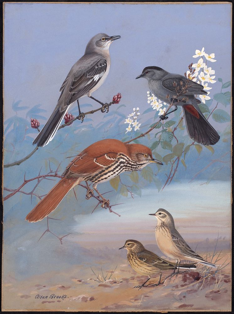             Plate 88: Mockingbird, Catbird, Brown Thrasher, Pipit           by Allan Brooks