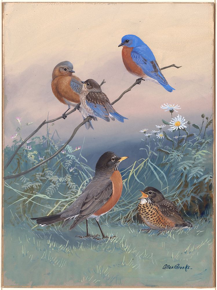             Plate 93: Bluebird, Robin           by Allan Brooks