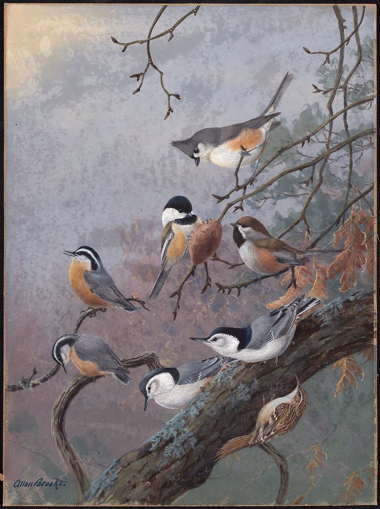             Plate 90: Tufted Titmouse, Chickadee, Acadian Chickadee, Red-breasted Nuthatch, White-breasted Nuthatch, Brown…