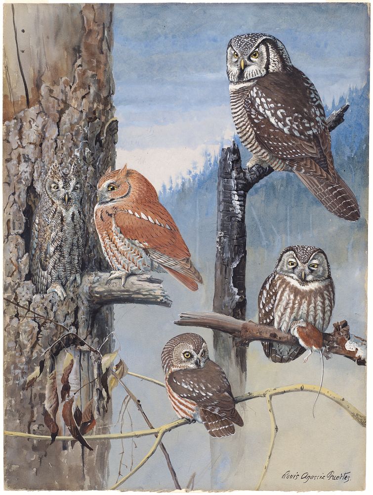             Plate 47: Hawk Owl, Schreech Owl, Richardson's Owl, Saw-whet Owl           by Louis Agassiz Fuertes