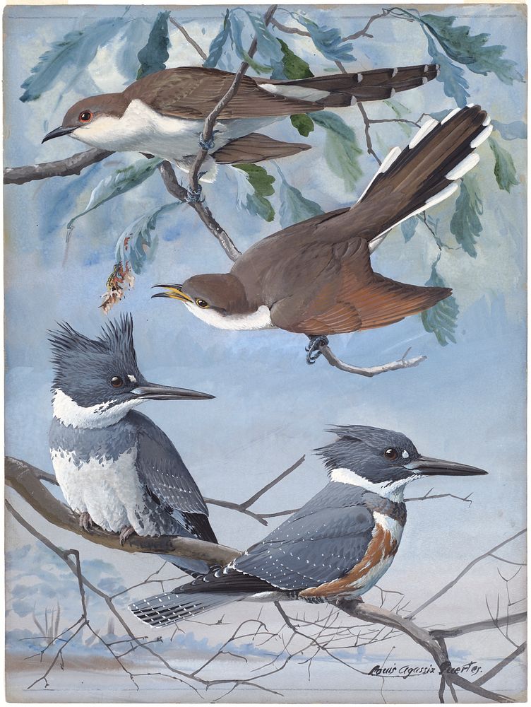             Plate 48: Black-billed Cuckoo, Yellow-billed Cuckoo, Belted Kingfisher           by Louis Agassiz Fuertes