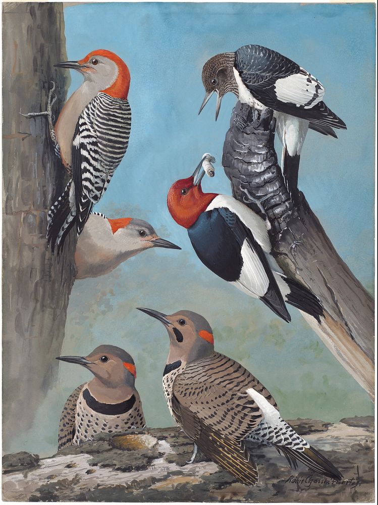             Plate 52: Red-bellied Woodpecker, Red-headed Woodpecker, Northern Flicker           by Louis Agassiz Fuertes