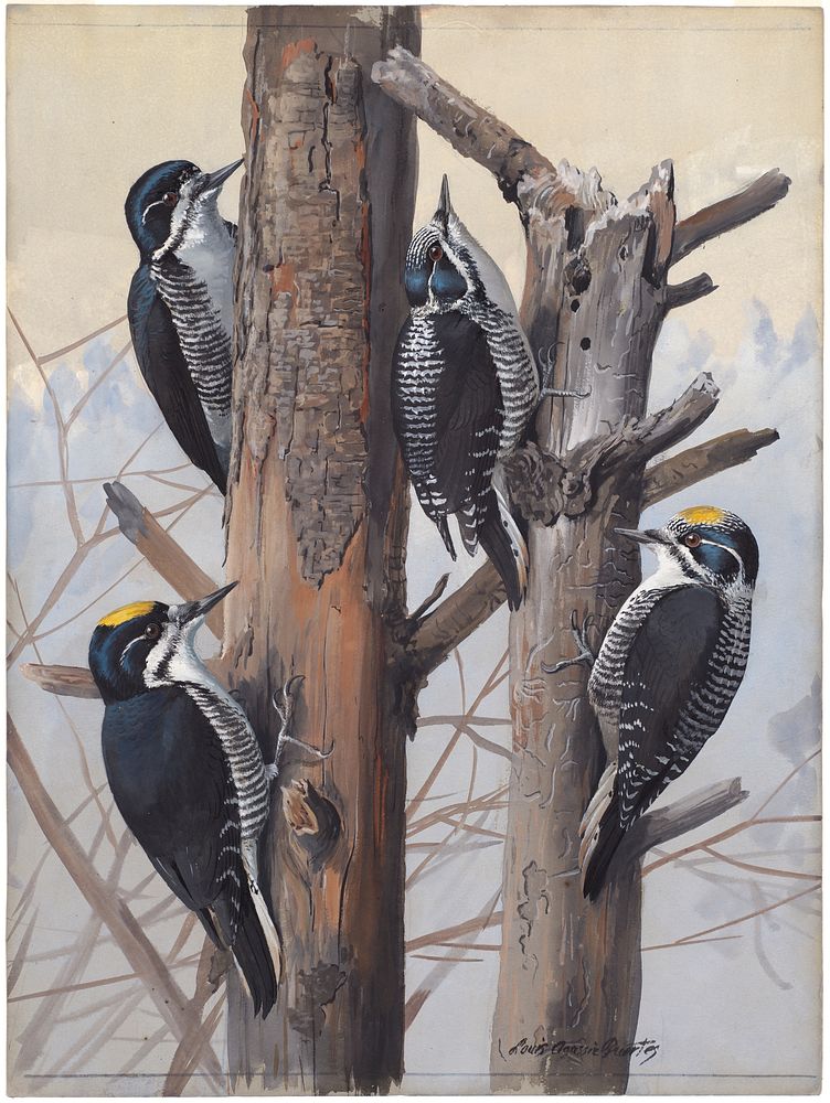             Plate 50: Arctic Three-toed Woodpecker, Three-toed Woodpecker           by Louis Agassiz Fuertes