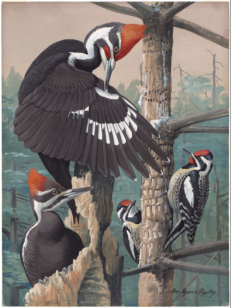             Plate 51: Northern Pileated Woodpecker, Yellow-bellied Sapsucker           by Louis Agassiz Fuertes