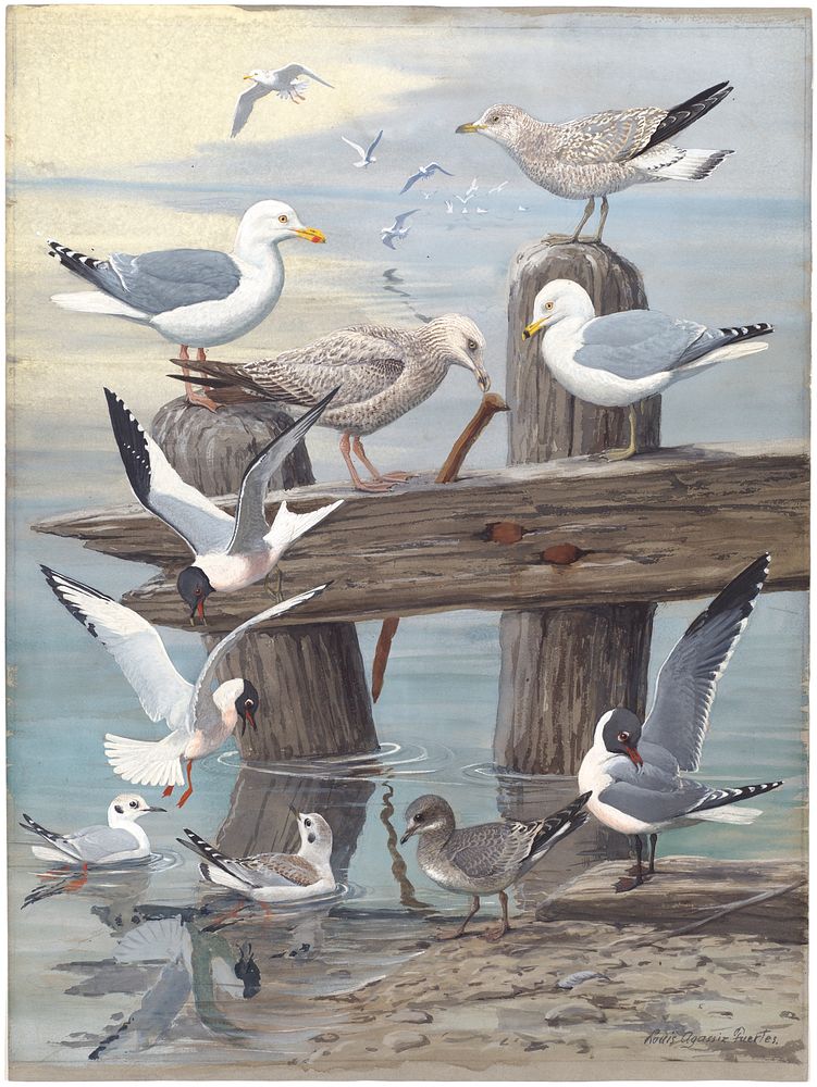             Panel 6: Herring Gull, Ring-billed Gull, Sabine's Gull, Bonaparte's Gull, Laughing Gull           by Louis…