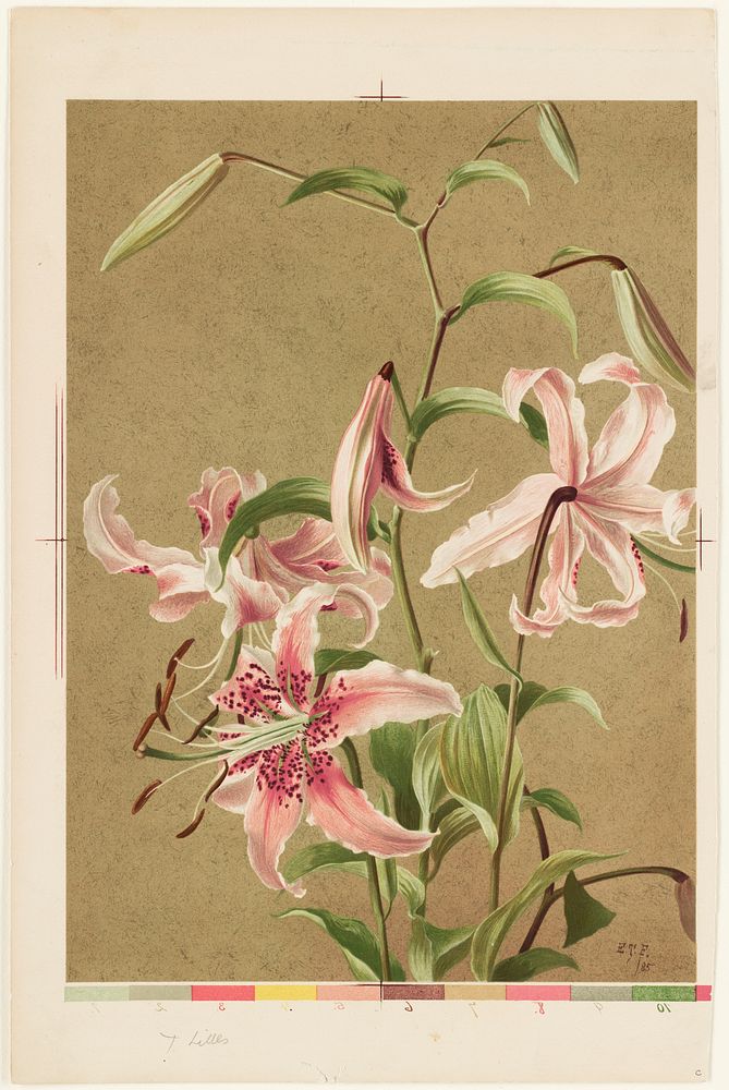             Japan lily           by Ellen Thayer Fisher