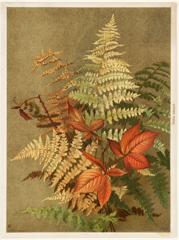             Autumn ferns           by Ellen Thayer Fisher