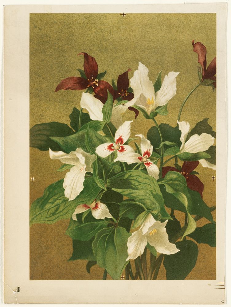             Trillium           by Ellen Thayer Fisher