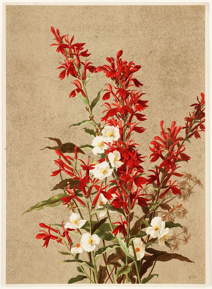            Cardinal flowers           by Ellen Thayer Fisher