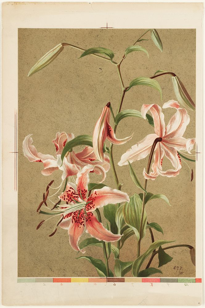             Japan lily           by Ellen Thayer Fisher