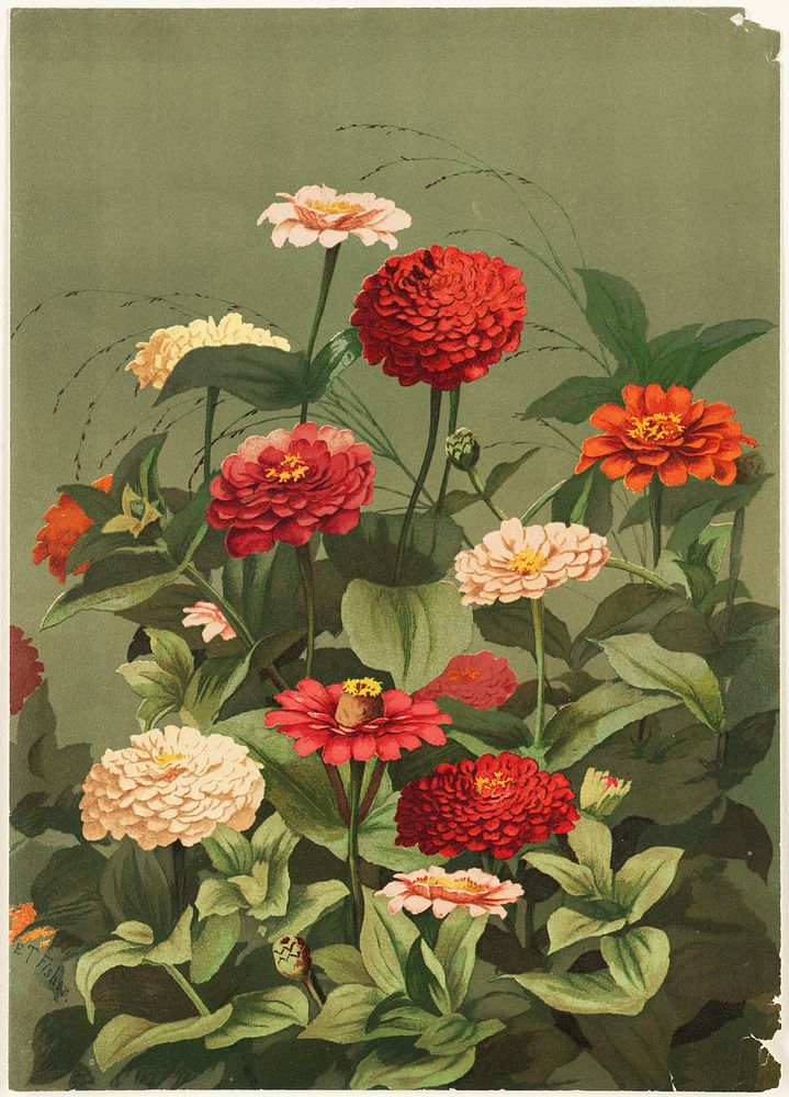             Zinnias           by Ellen Thayer Fisher