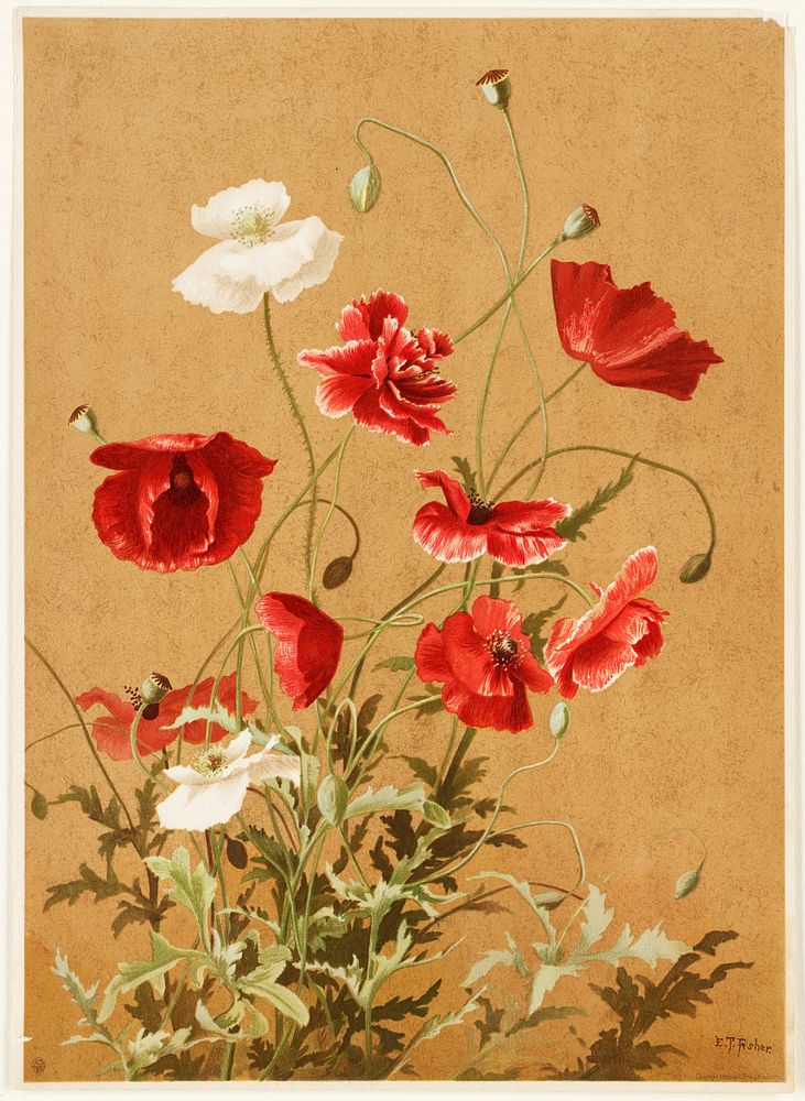             Poppies no. 3           by Ellen Thayer Fisher