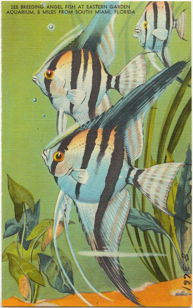             Seeing breeding angel fish at eastern garden aquarium, 5 miles from South Miami, Florida          