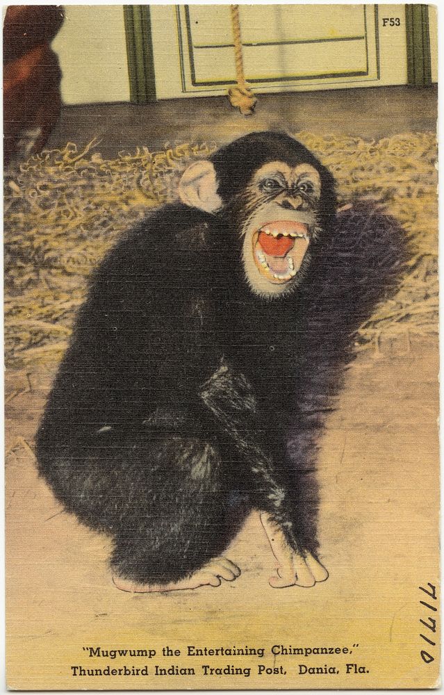            "Mugwump the entertaining chimpanzee," Thunderbird Indian Trading Post, Dania, Florida          