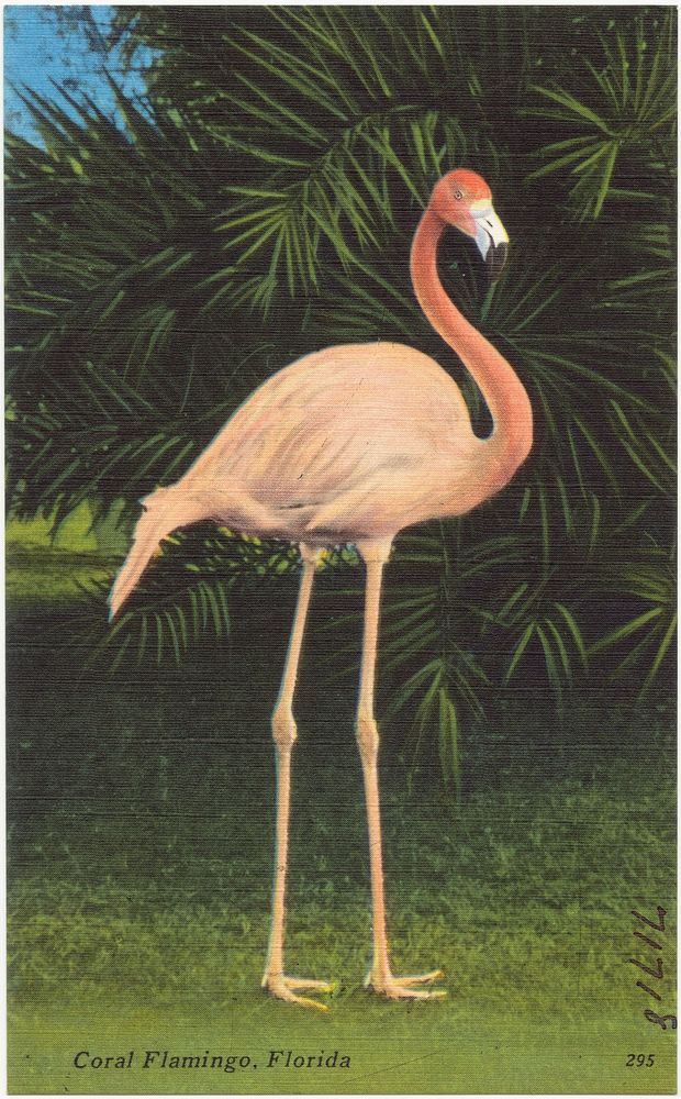             Coral flamingo, Florida          