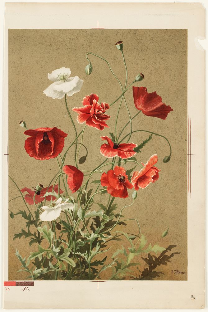             Poppies no. 3           by Ellen Thayer Fisher