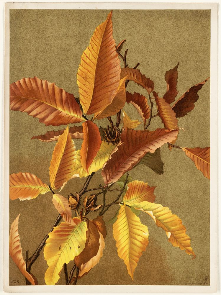             Autumn Leaves no. 3 Beech           by Ellen Thayer Fisher