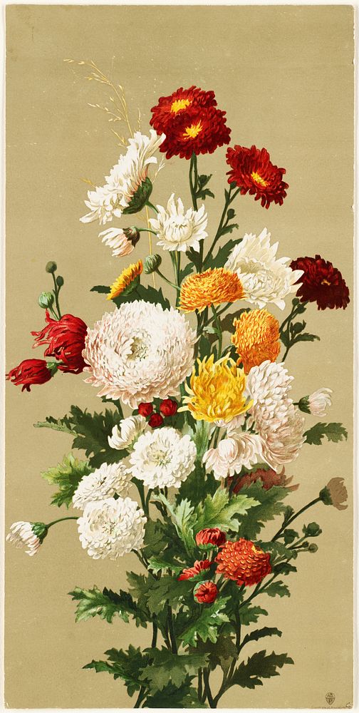            White & red chrysanthemums           by Ellen Thayer Fisher
