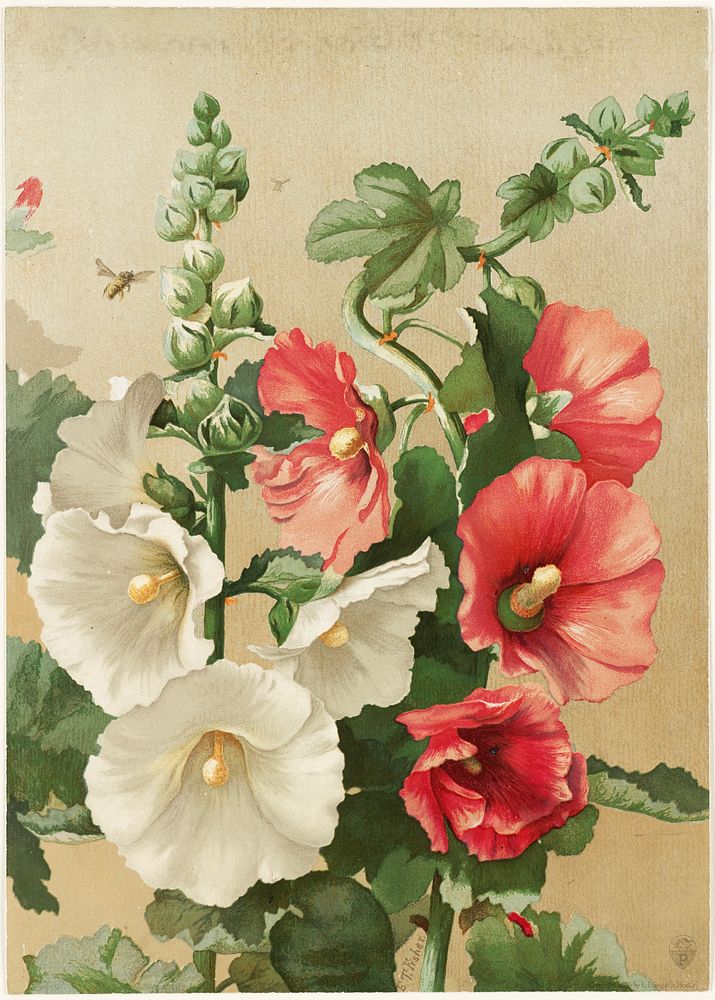             Hollyhocks           by Ellen Thayer Fisher