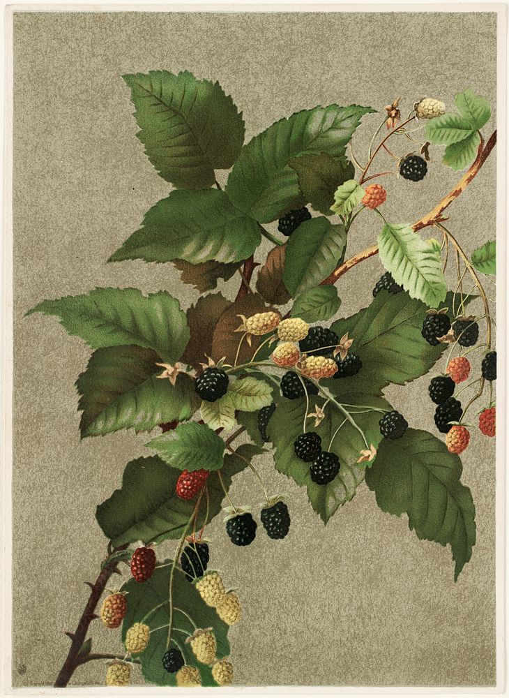             Blackberries           by Ellen Thayer Fisher