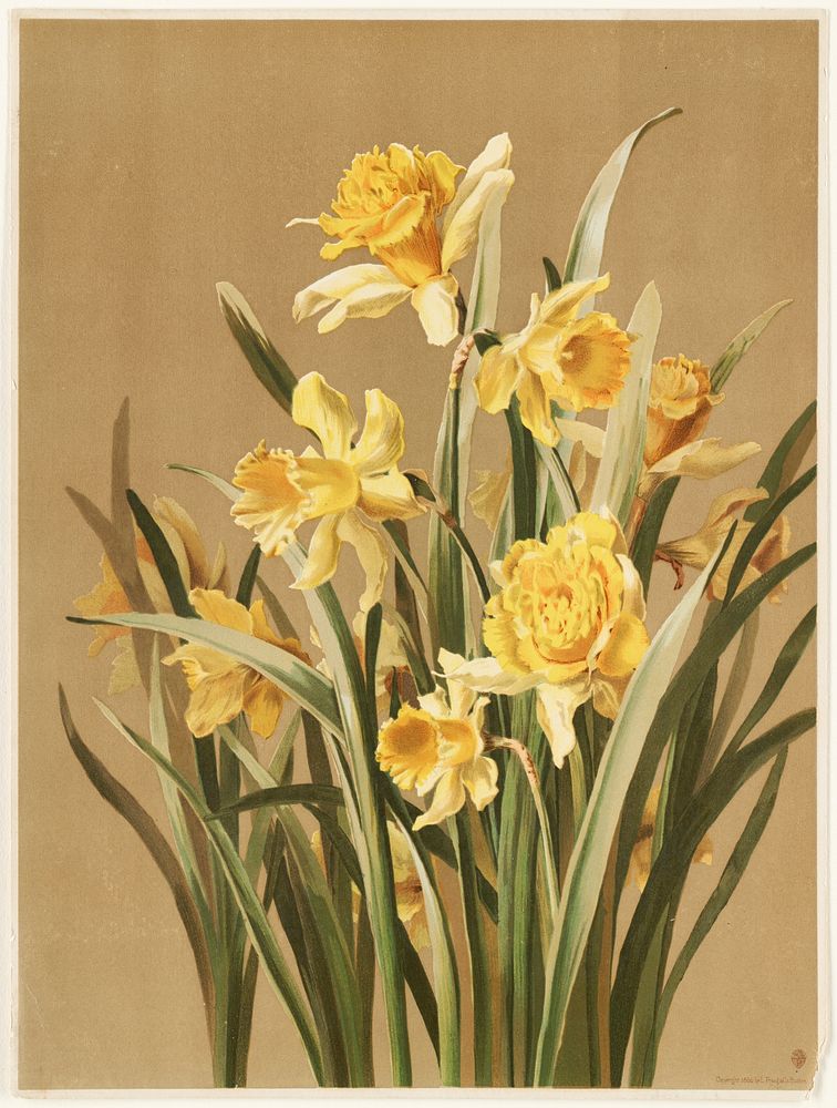             Daffodils           by Ellen Thayer Fisher