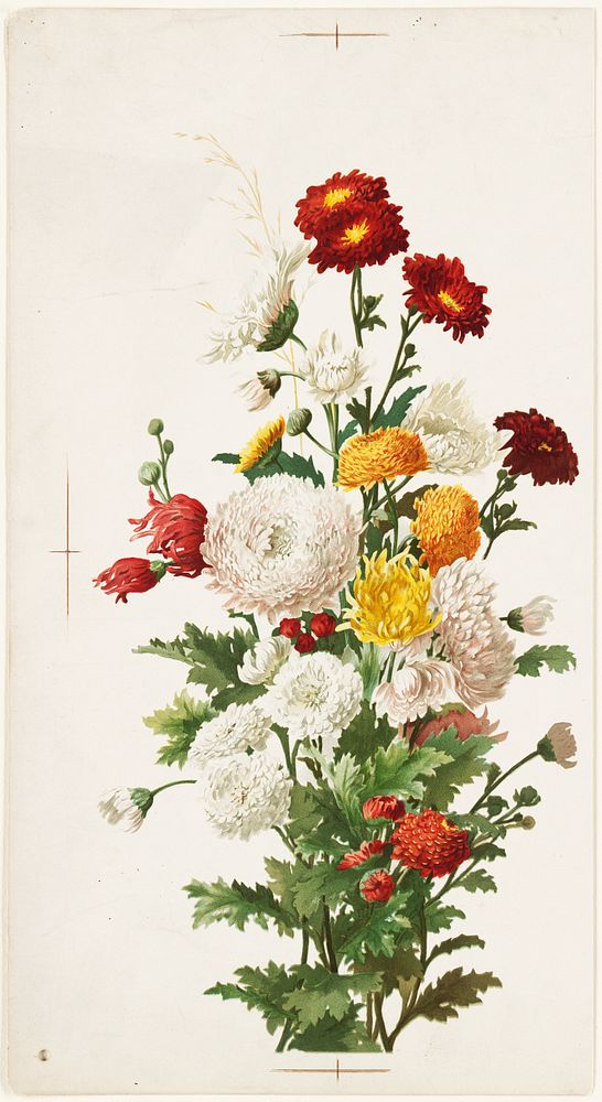             White and red chrysanthemums           by Ellen Thayer Fisher