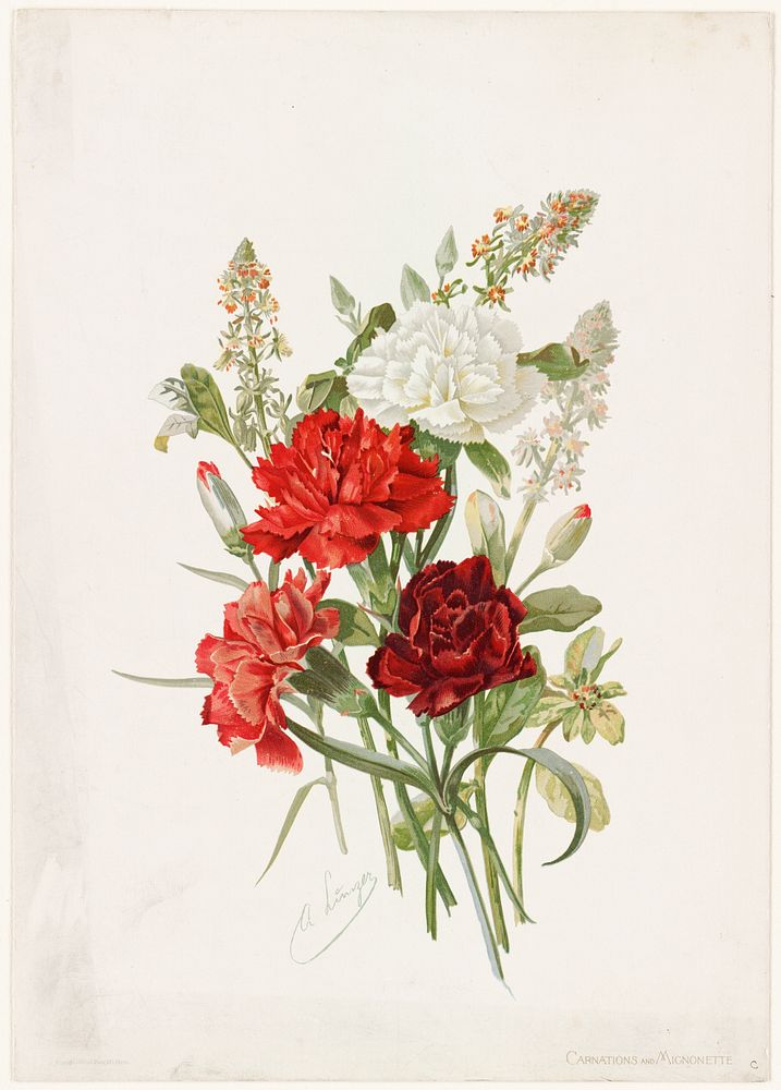             Carnations and mignonette          