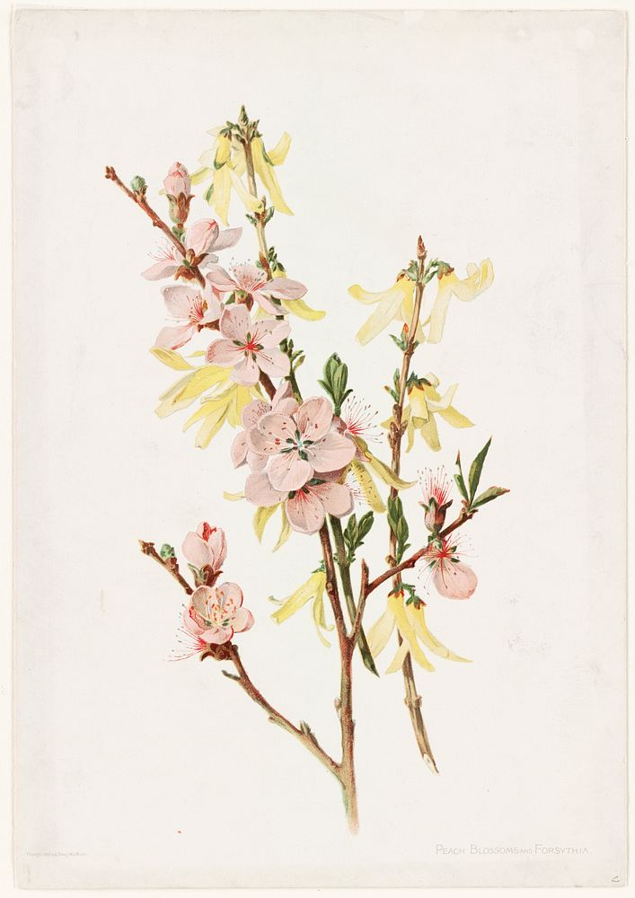             Peach blossoms and forsythia          