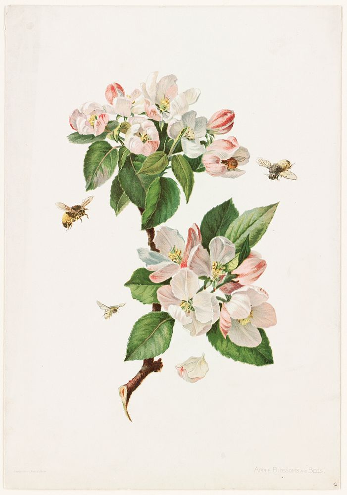             Apple blossoms and bees          