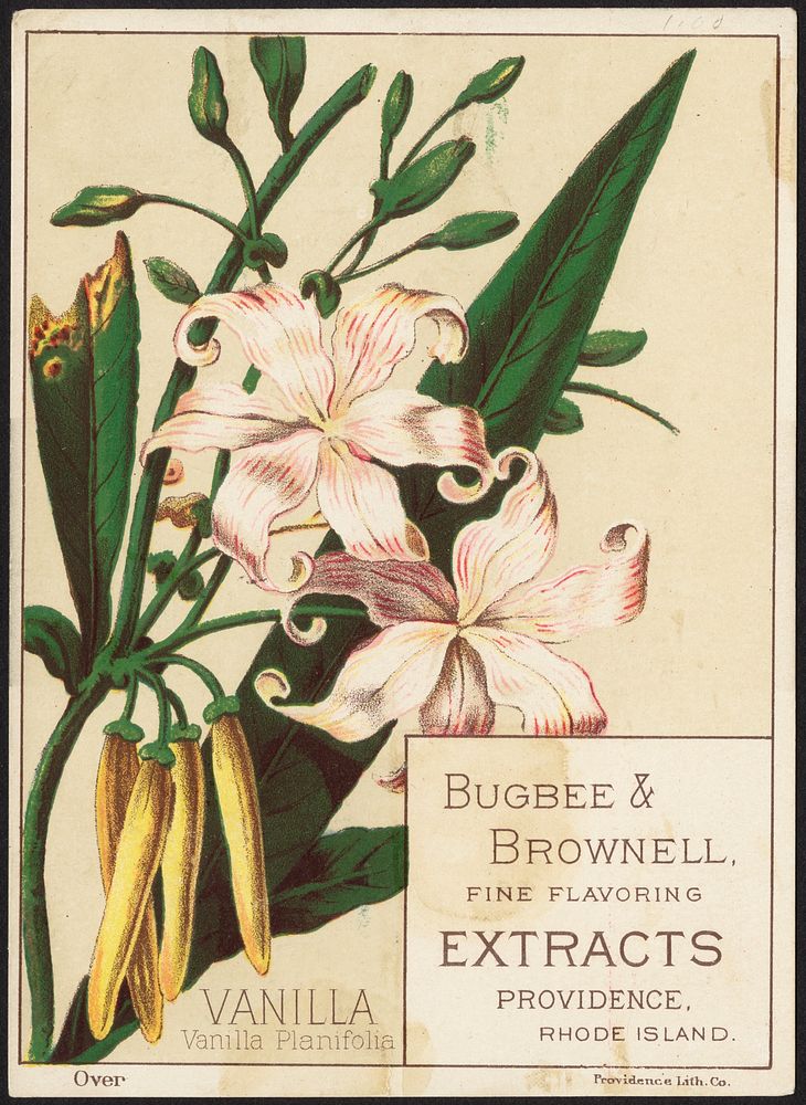             Vanilla, Vanilla Planifolia - Bugbee & Brownell, fine flavoring extracts, Providence, Rhode Island          