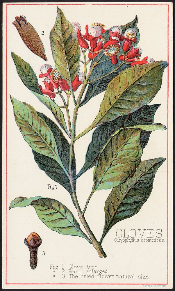             Cloves, Caryophylius aromaticus          