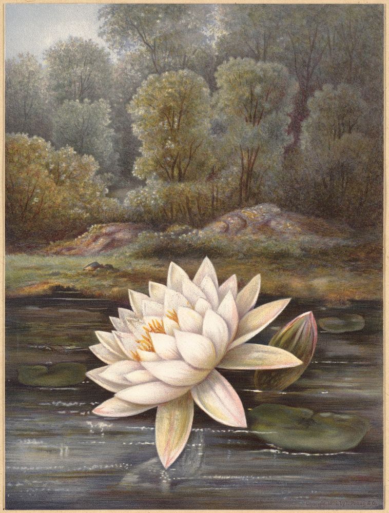             The lily pond           by Olive E. Whitney
