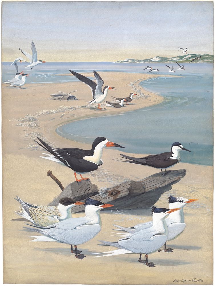             Panel 7: Black Skimmer, Sooty Tern, Caspian Tern, Royal Tern           by Louis Agassiz Fuertes