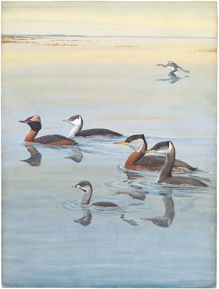             Panel 1: Horned Grebe, Holboell's Grebe, Pied-billed Grebe           by Louis Agassiz Fuertes