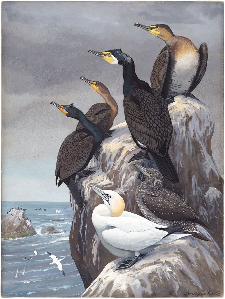             Panel 10: Cormorant, Double-crested Cormorant, Gannet           by Louis Agassiz Fuertes